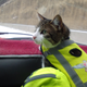 January 2016: Pixie riding shotgun. Image via Jesse Dorsett